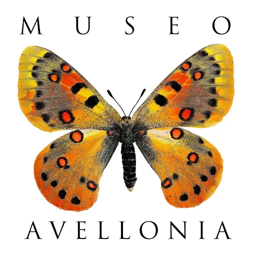 Museo Avellonia logo